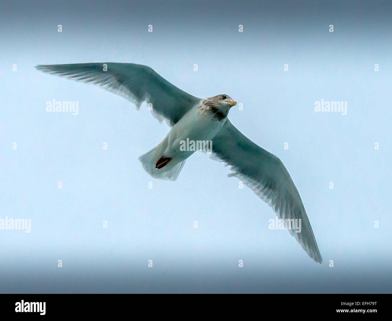 Gaviota glaucas [Larus hyperboreus] es una gran gaviota que cría en las regiones árticas del hemisferio norte Foto de stock