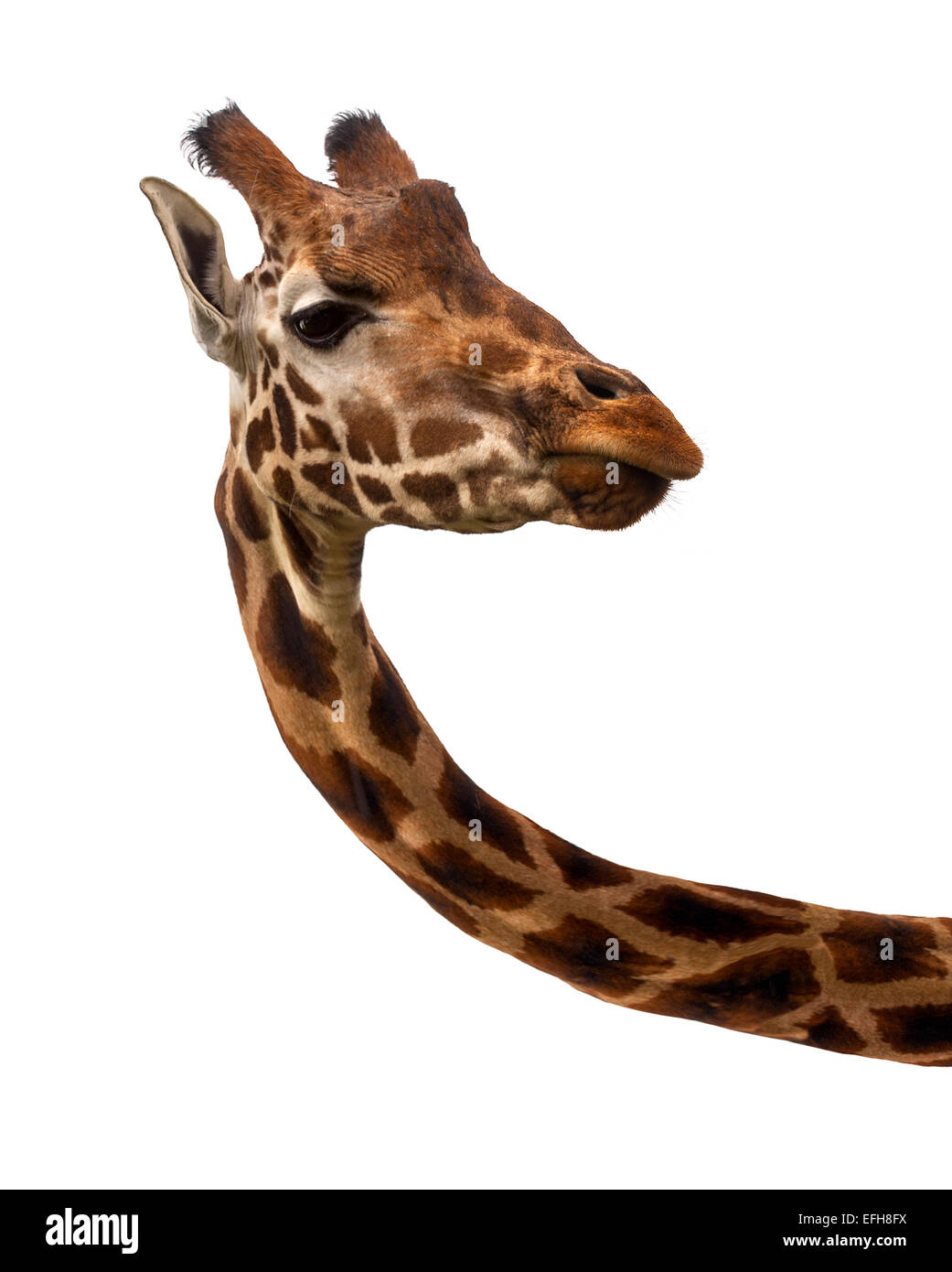 Cabeza y cuello jirafa contra el fondo blanco. Foto de stock