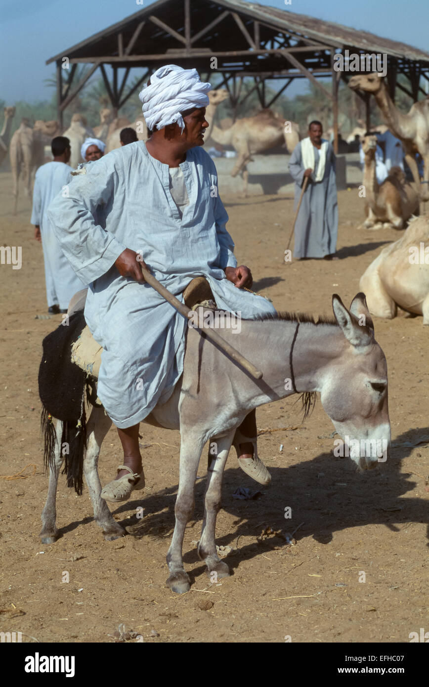 Bible donkey dick Bible donkey dick