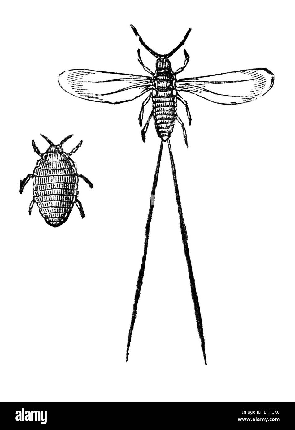 Victorian grabado de un bug de la cochinilla. Imagen restaurada digitalmente desde mediados del siglo XIX, una enciclopedia. Foto de stock