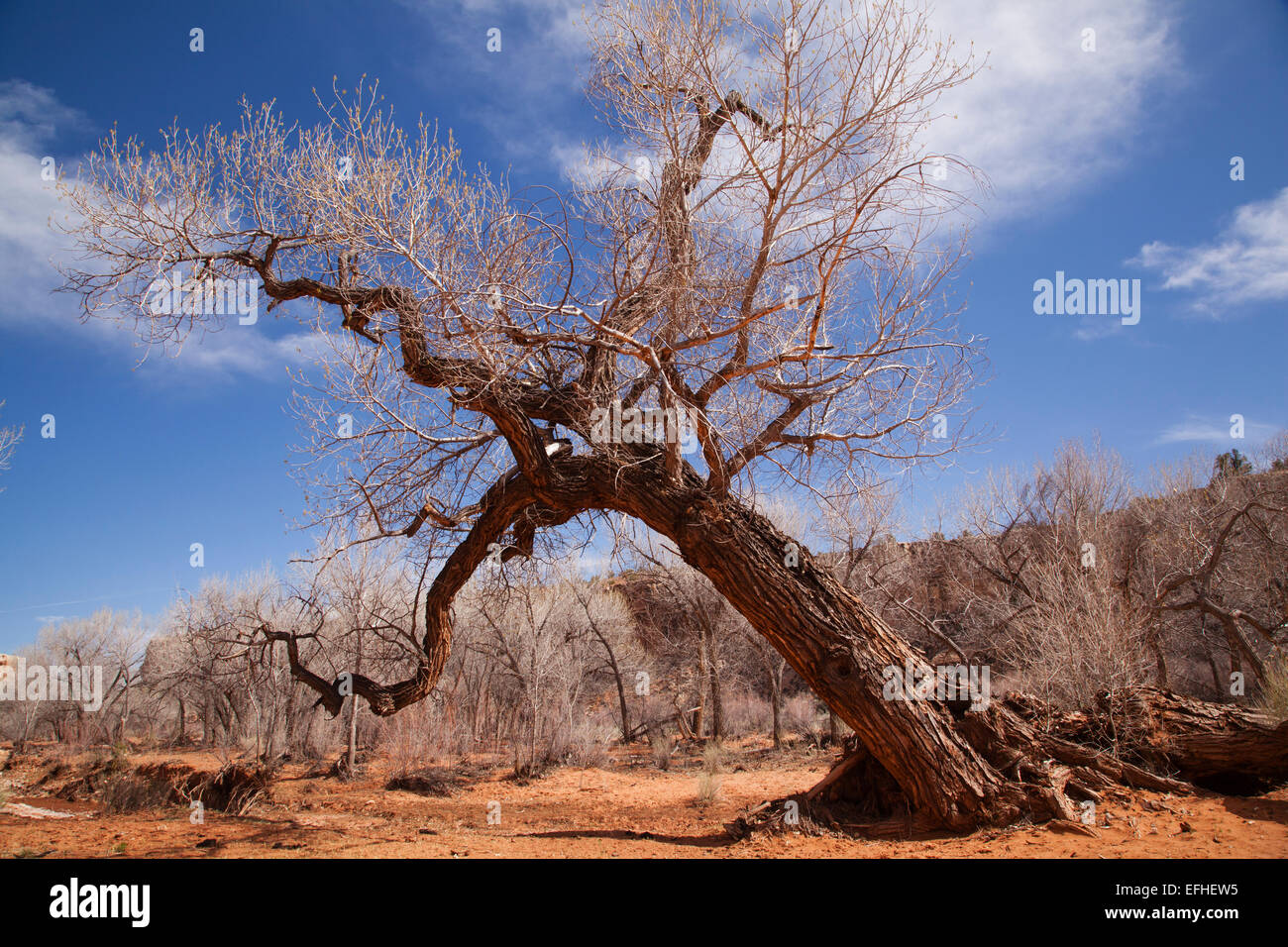 Retorcido árbol hueco en la muerte desierto , Utah Foto de stock