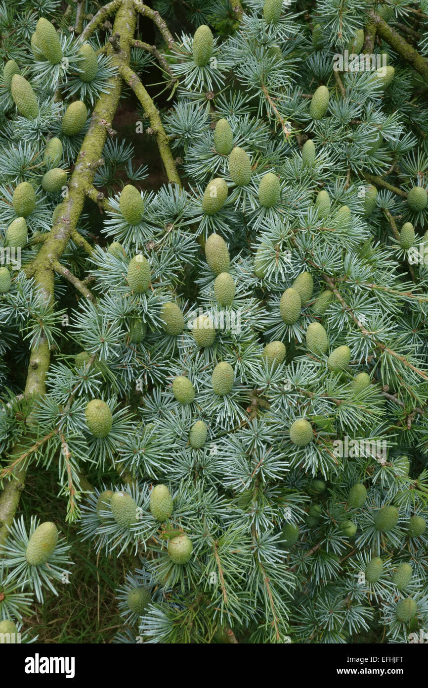 Los conos verdes inmaduros de Cedrus deodara cedro deodar, sobre un árbol, Berkshire, Agosto Foto de stock