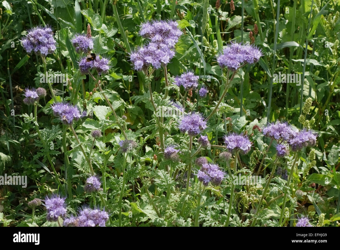 Flores azules de phacelia, Phacelia tanacetifolia, en una franja de flores silvestres utilizadas para atraer a los depredadores de los cultivos herbáceos, Berkshire. Foto de stock
