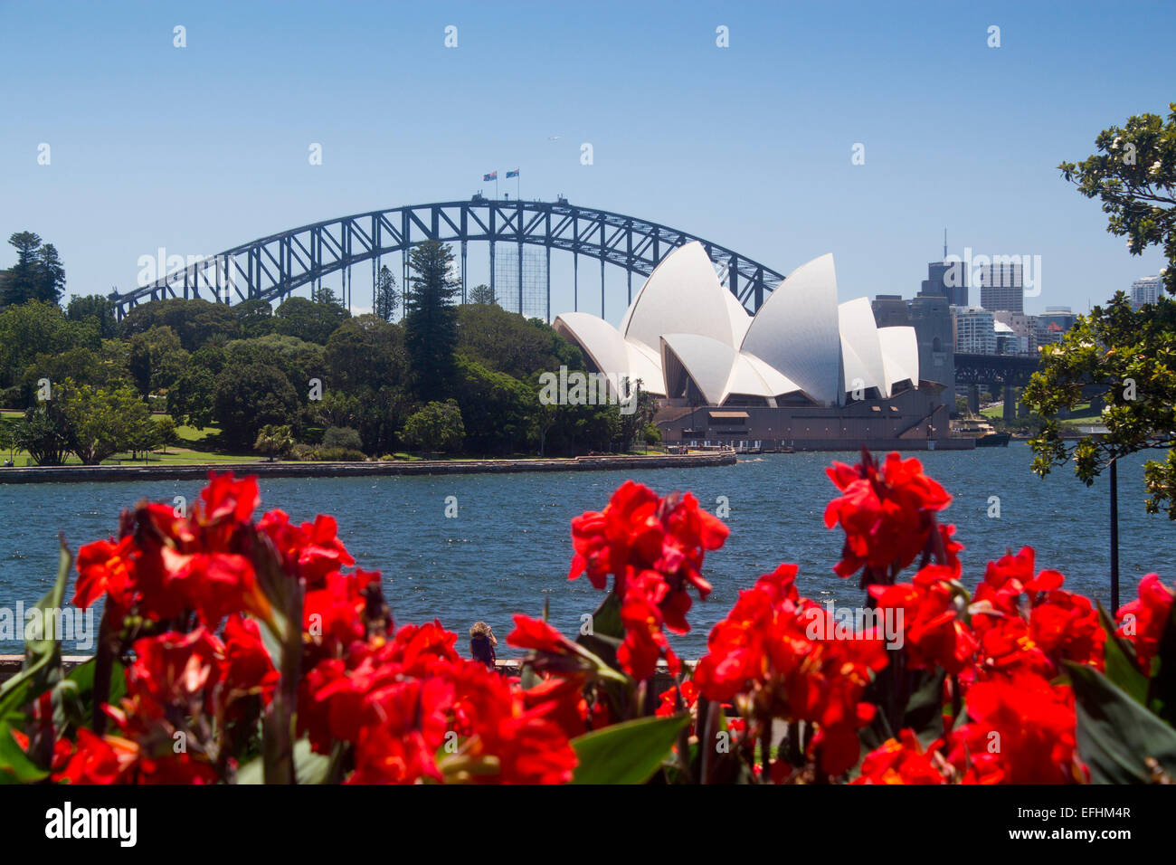 Sydney Opera House y el puente Harbour de todo Farm Cove en el Real Jardín Botánico con flores