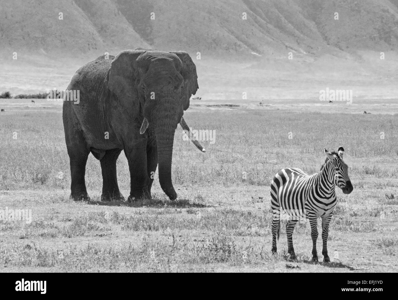 Imagen en blanco y negro de un elefante africano, Loxodonta africana, detrás de una llanura común, zebra Equus quagga, en Ngorongoro Conse Foto de stock