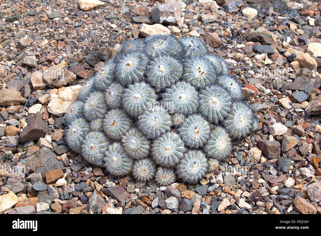 Copiapoa cinerascens, una planta endémica de grasa del Parque Nacional Pan de Azucar. Región de Antofagasta y Atacama. Chile. Foto de stock