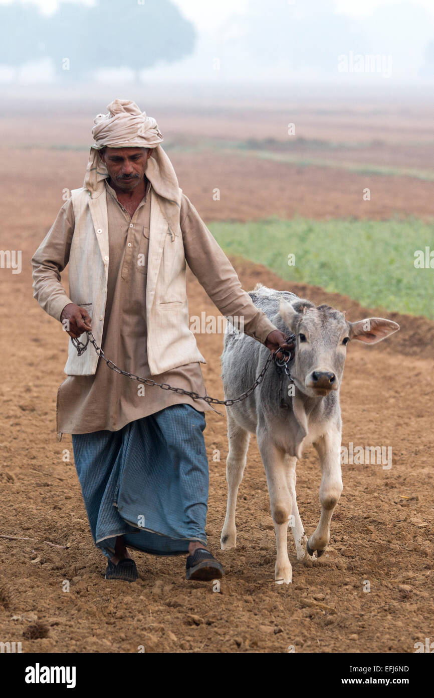 La India, Uttar Pradesh, Agra,hombre de la aldea la celebración de vaca joven en el campo Foto de stock