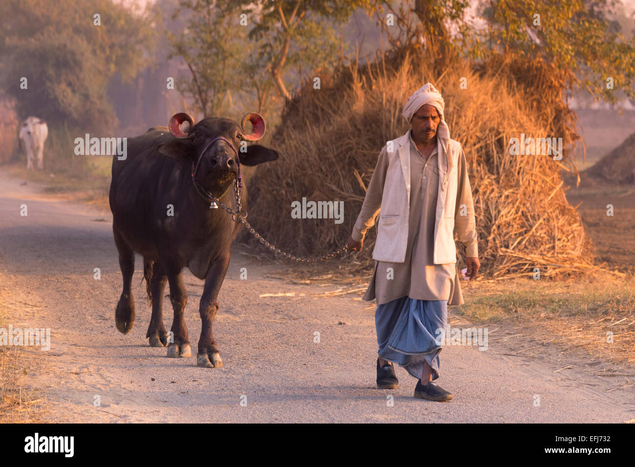 La India, Uttar Pradesh, Agra, el agricultor caminando un becerro para trabajar al amanecer. Foto de stock