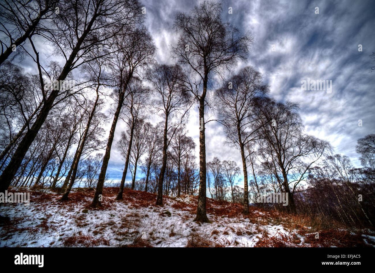 En invierno, los abedules Watendlath Valley, Lake District inglés. Foto de stock