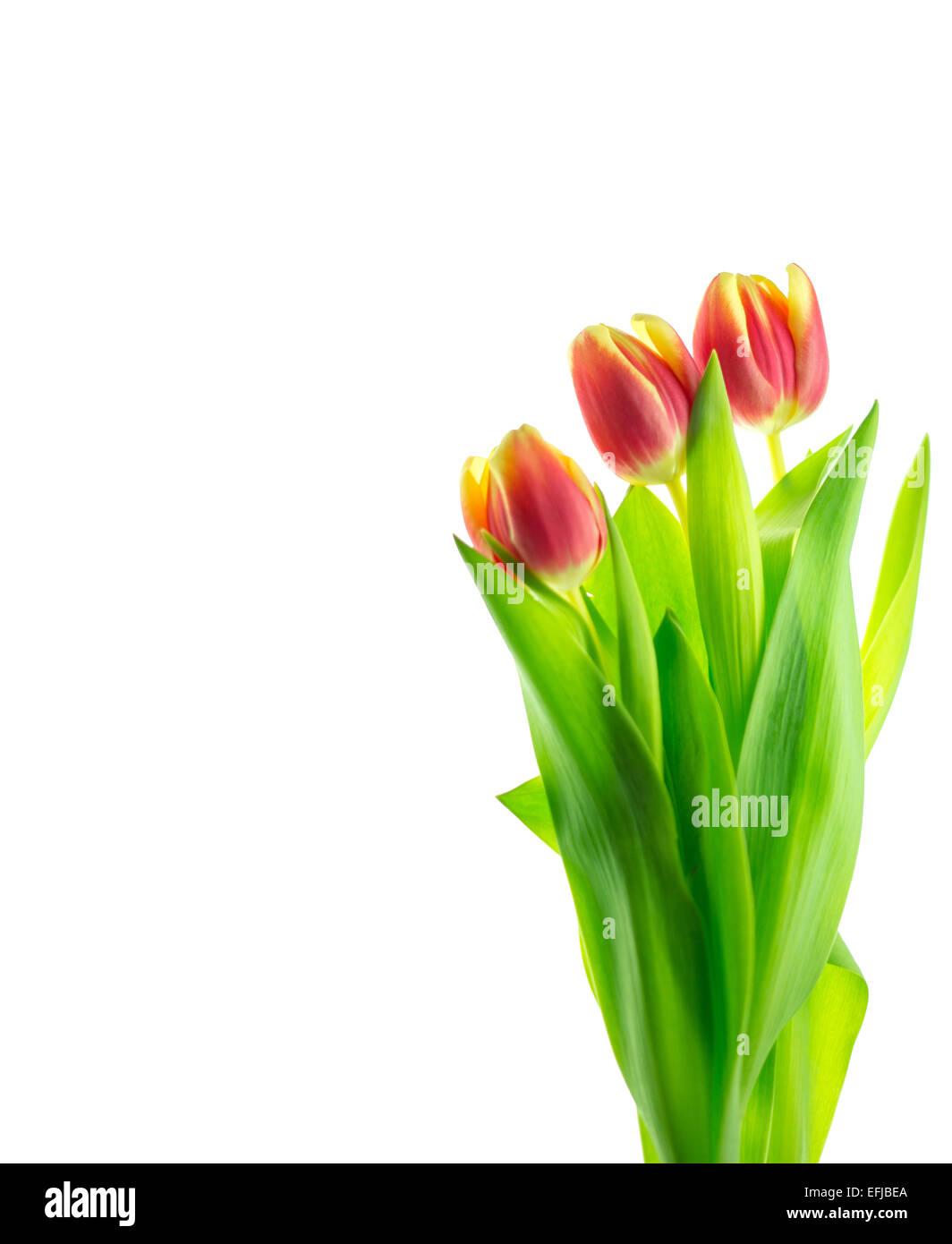 Un precioso Ramo de tulipanes multicolores aislado en blanco con espacio de copia. Foto de stock