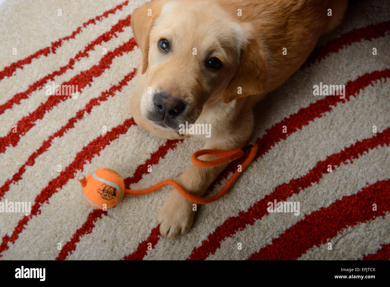 Lindo Labrador amarillo mezcla de Golden Retriever cachorro mirando a la cámara mientras está acostado sobre una alfombra en su casa con su pelota de juguete Foto de stock