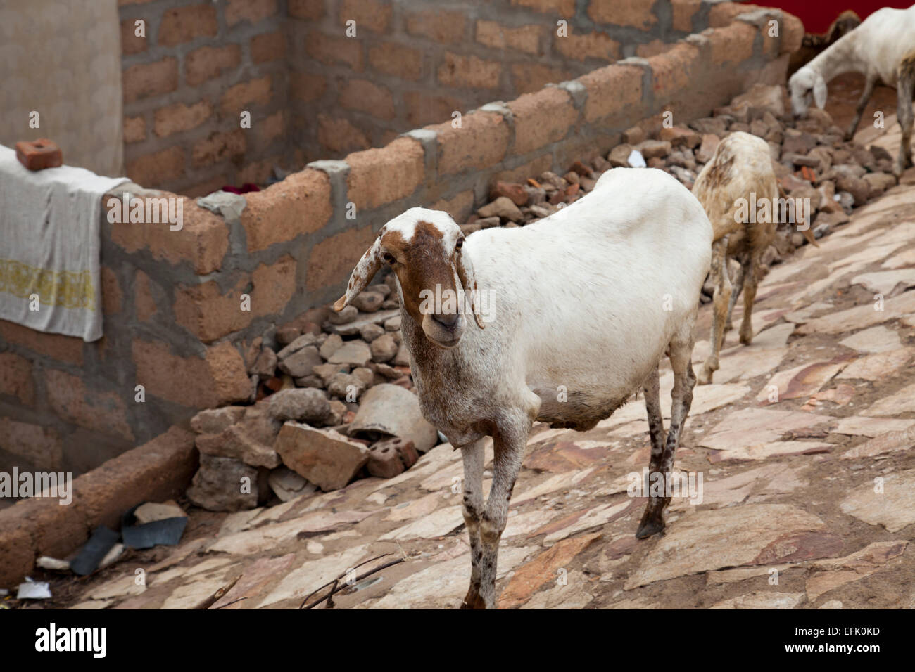 Familia de cabras deambulan por las calles en un barrio de chabolas área de Accra, Ghana Foto de stock