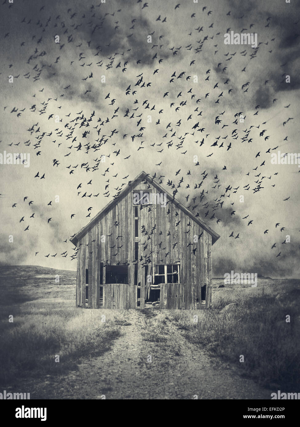 Un viejo granero abandonado rodeado de pájaros. Foto de stock