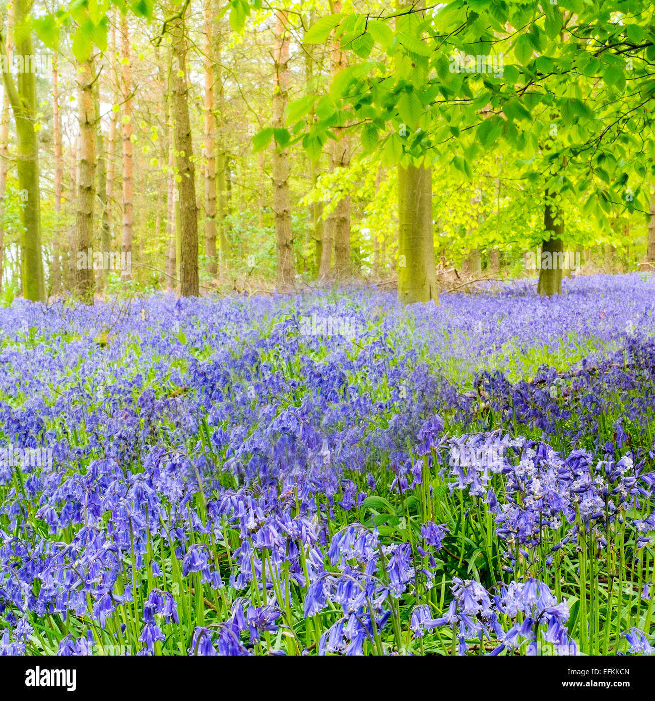 La fotografía de formato cuadrado de un campo de Norfolk bluebell wood Foto de stock