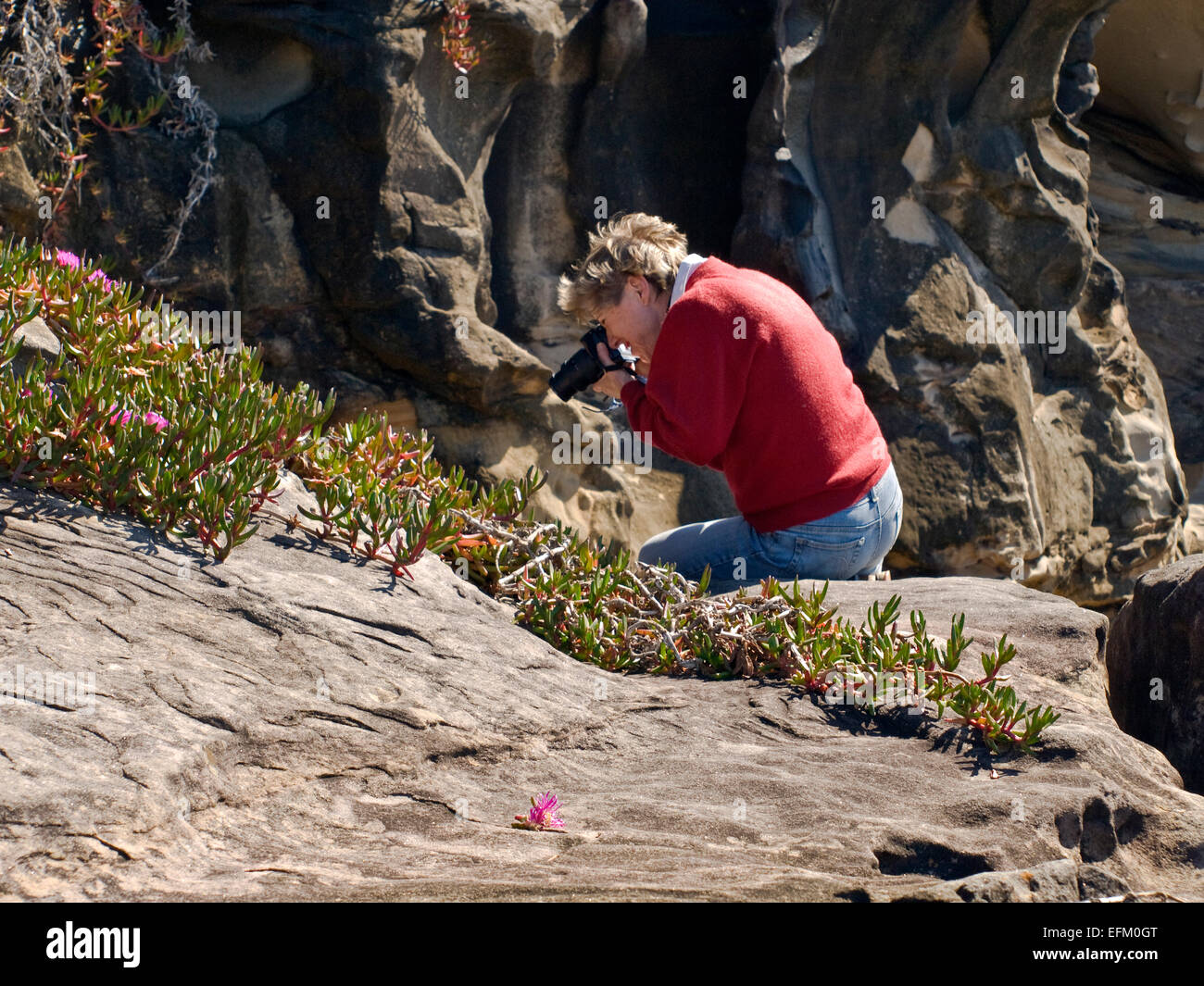 Fotografiar flores sobre rocas costeras Foto de stock