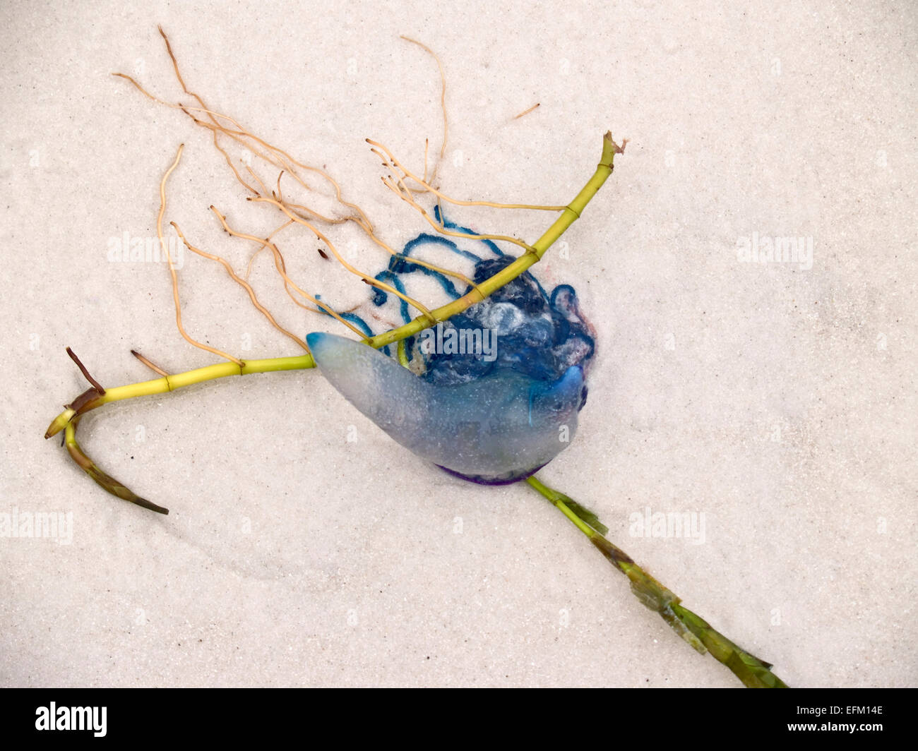 Man o' War portuguesa (Physalia physalis) o Bluebottle medusas y algas en la playa Foto de stock