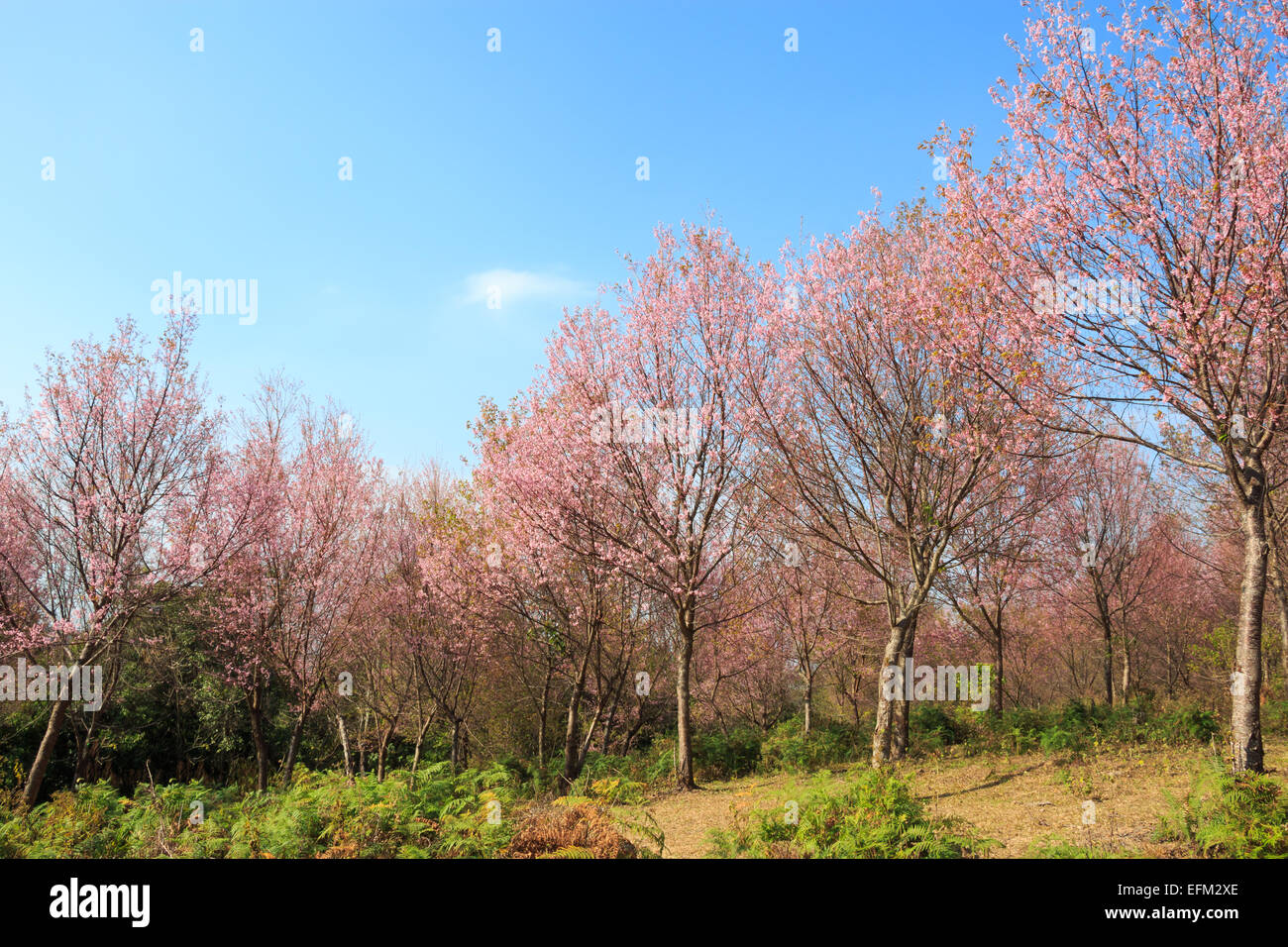 Árbol de Wild Cherry del Himalaya ( Prunus cerasoides ) ( Sakura en Tailandia ) en Phu Lom mountain , baja , Tailandia Loei Foto de stock