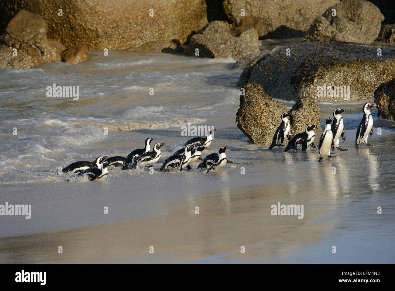 De pingüinos africanos (Spheniscus demersus) en una playa cerca de Ciudad del Cabo, en Sudáfrica. Foto de stock