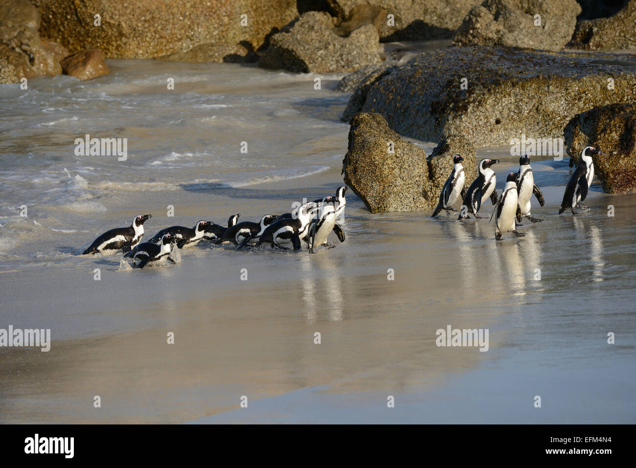 De pingüinos africanos (Spheniscus demersus) en una playa cerca de Ciudad del Cabo, en Sudáfrica. Foto de stock