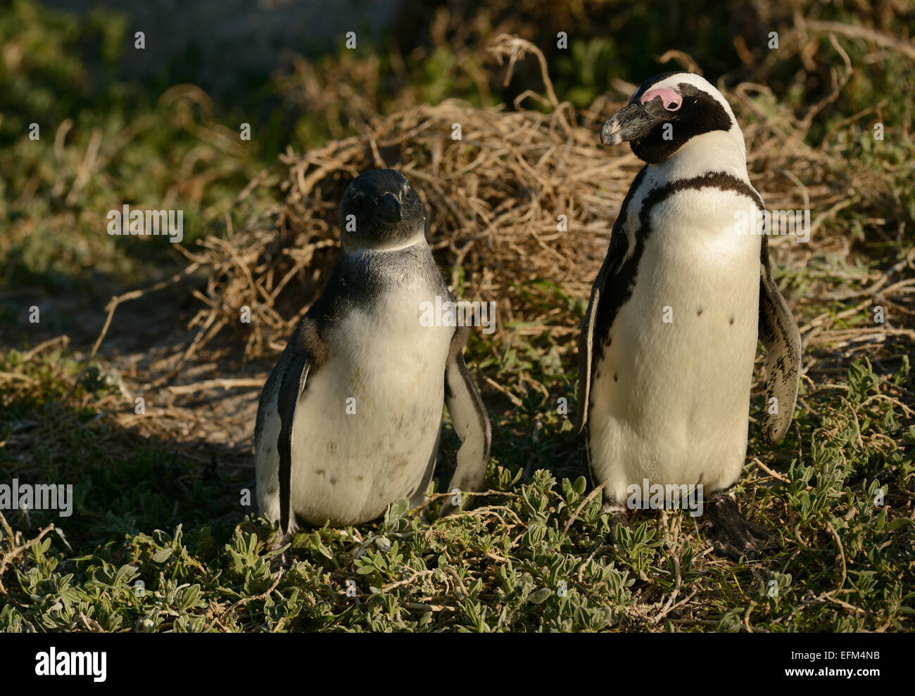 De pingüinos africanos (Spheniscus demersus) detrás de un matorral, en una playa cerca de Ciudad del Cabo, en Sudáfrica. Foto de stock