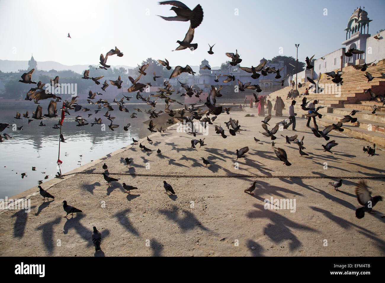 Las palomas volando a santo hindú en el lago Pushkar, Rajastán, India Foto de stock