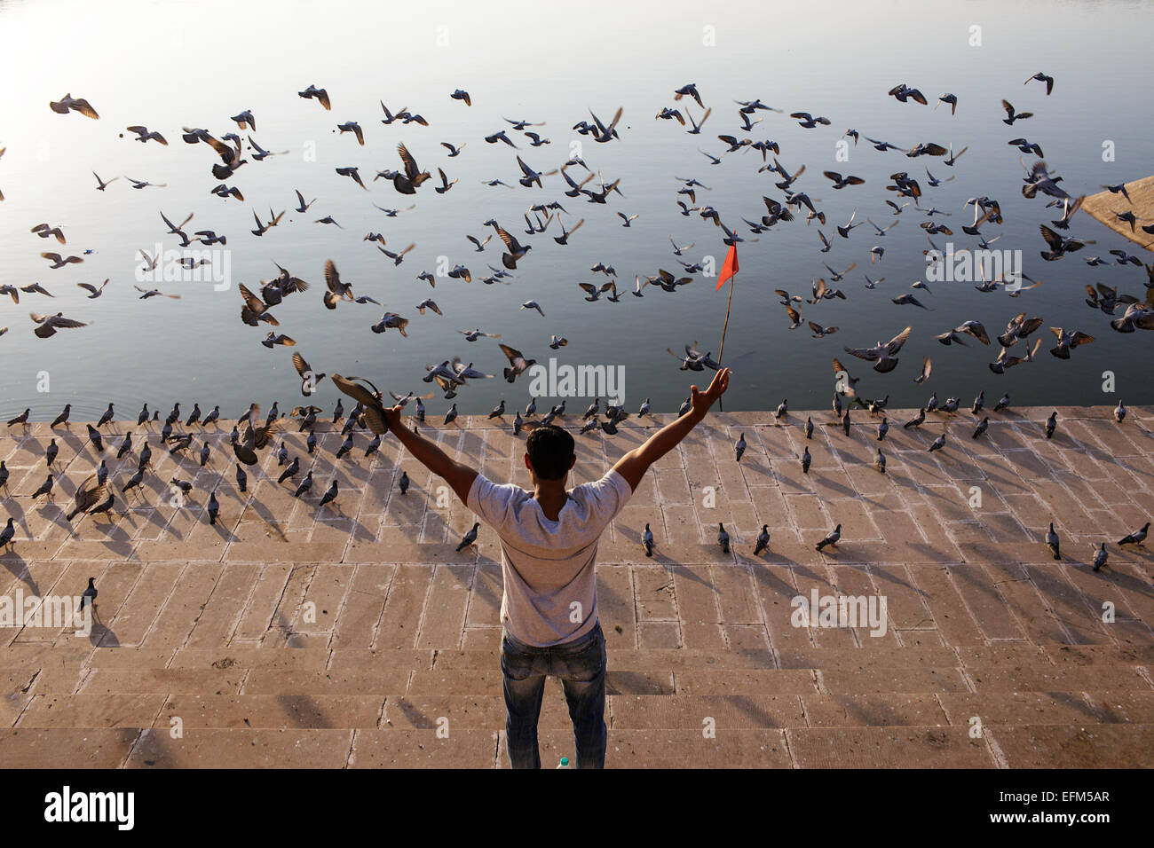 Un hombre joven y palomas en santo hindú en el lago Pushkar, Rajastán, India Foto de stock
