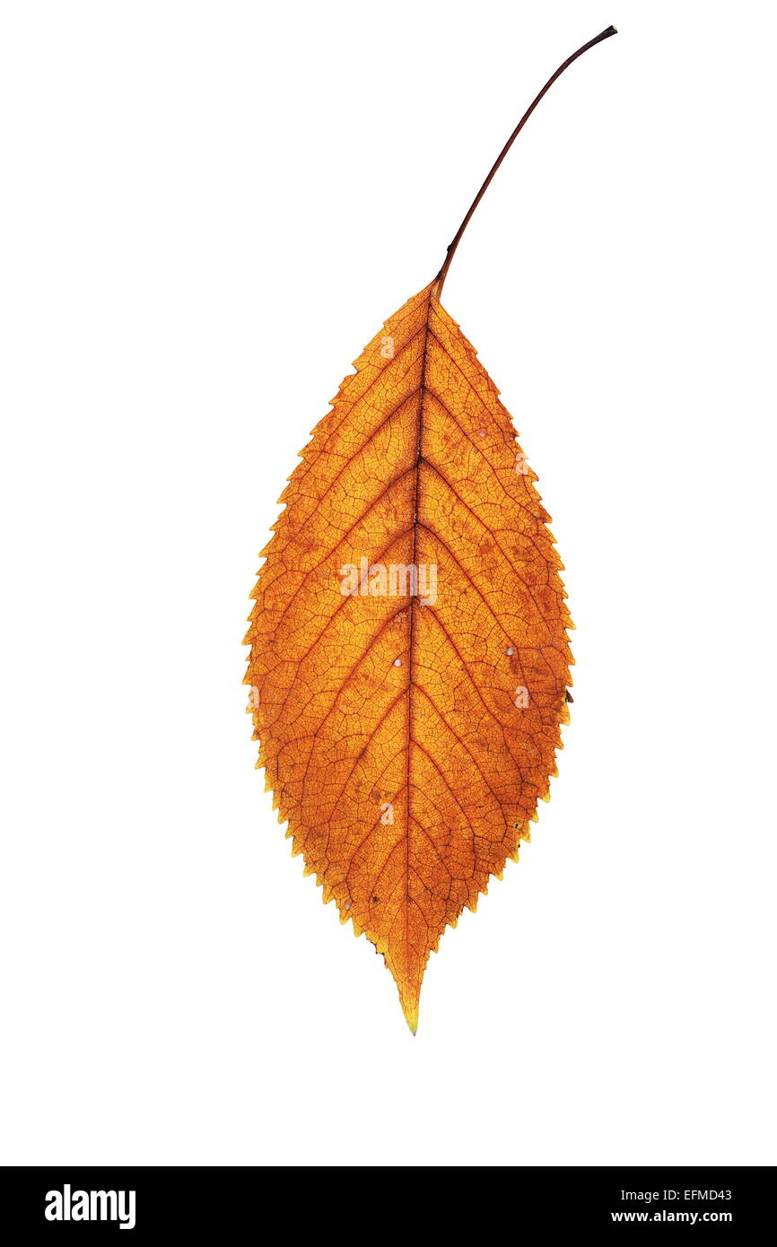 Aislados de oro caído Cherry leaf, símbolo de la naturaleza de otoño Foto de stock