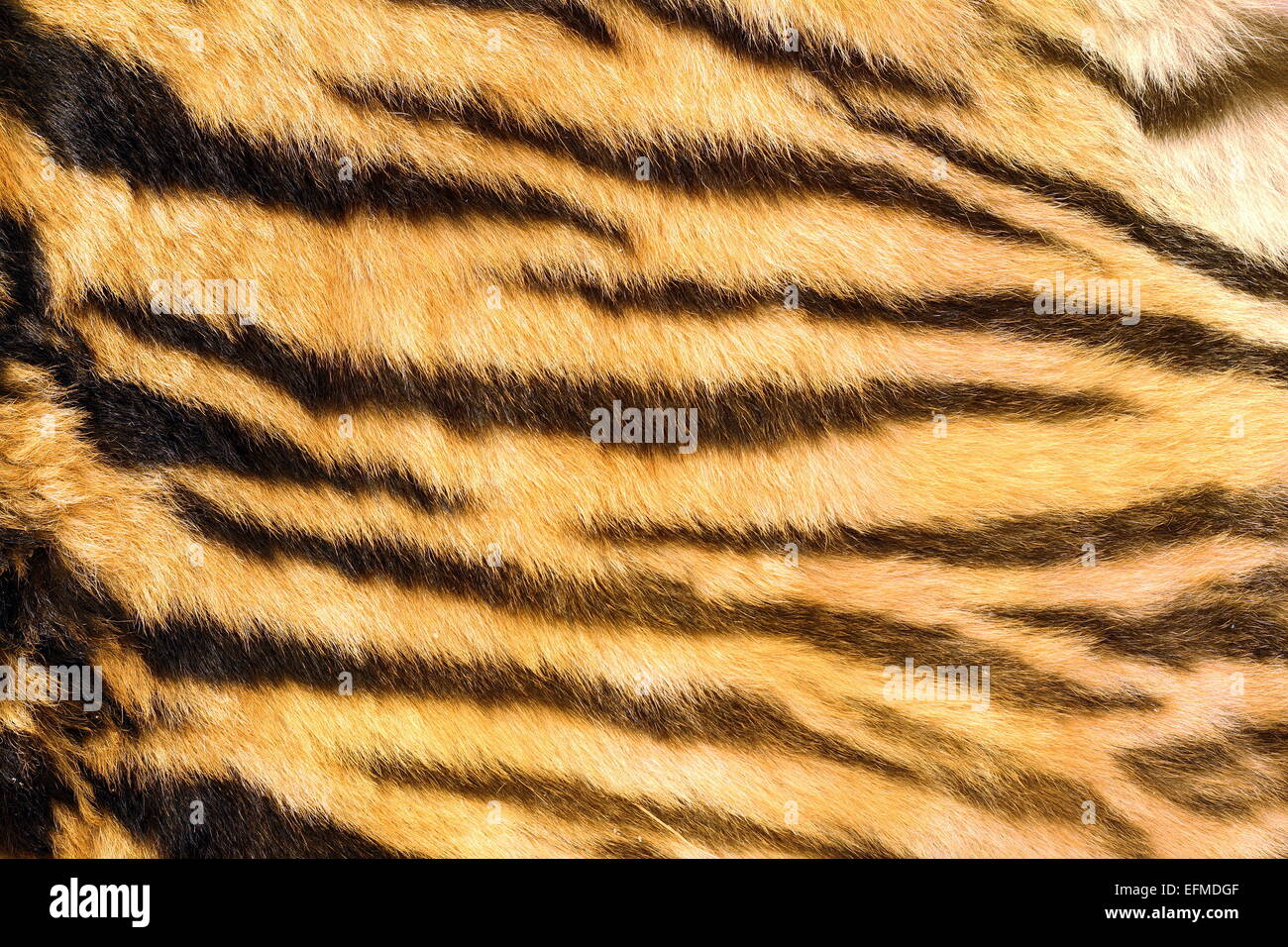 Felinos salvajes pieles, con textura natural oscura tiger stripes de pelt real Foto de stock