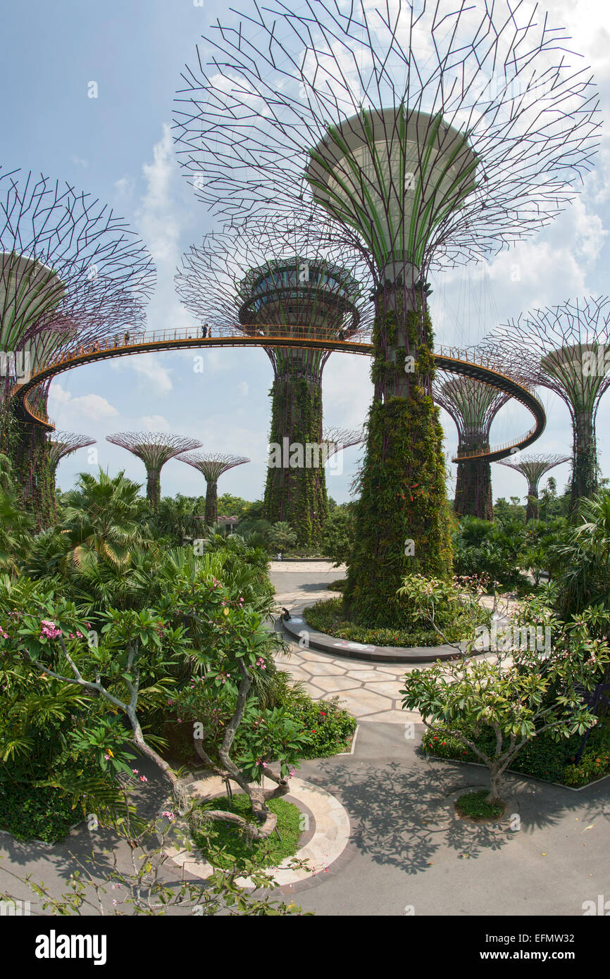 Supertree Grove en los jardines junto a la bahía park en Singapur. Foto de stock