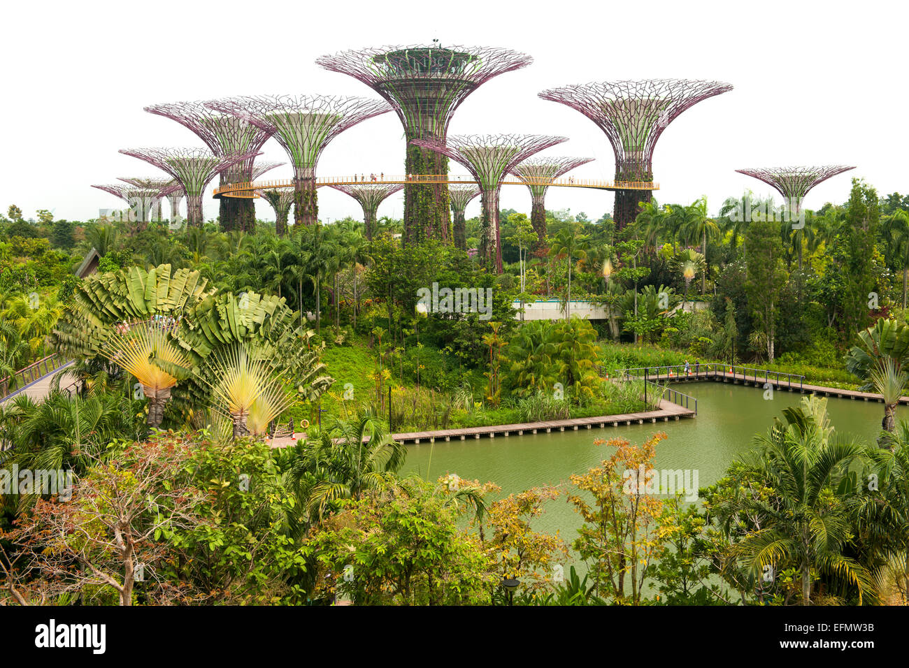 Vista de Supertree Grove en los jardines junto a la bahía park en Singapur. Foto de stock