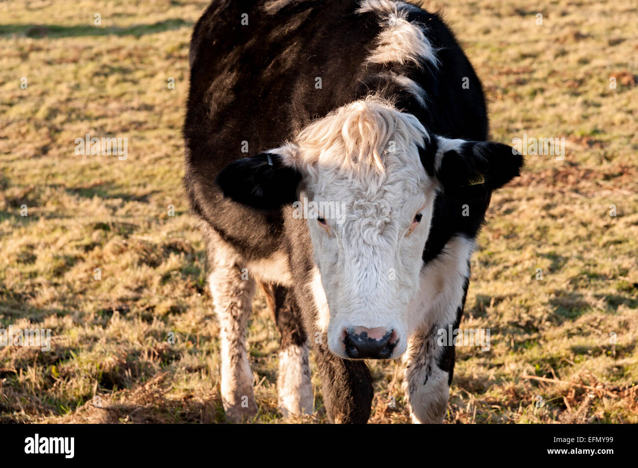 Una vaca en un campo en el sur de Gales Foto de stock
