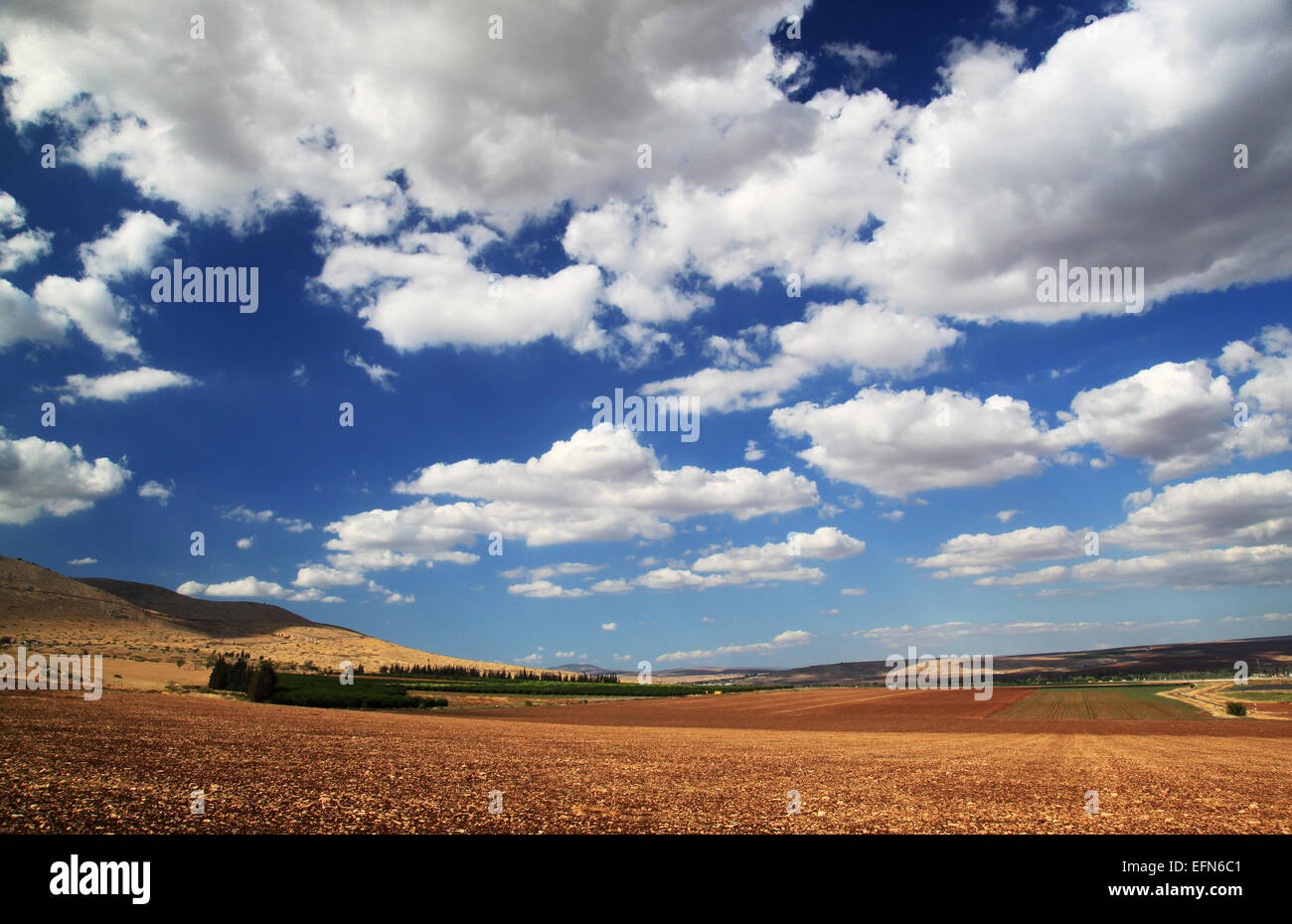 Un campo amarillo-marrón bajo el cielo azul con nubes blancas. Foto de stock