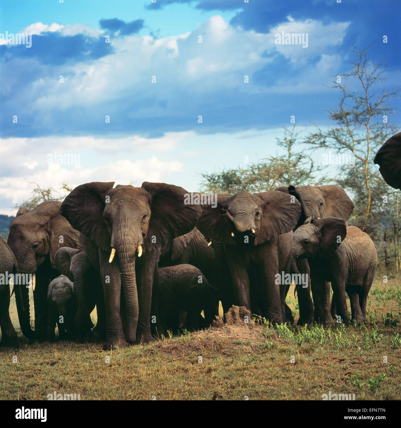 elefantes Foto de stock