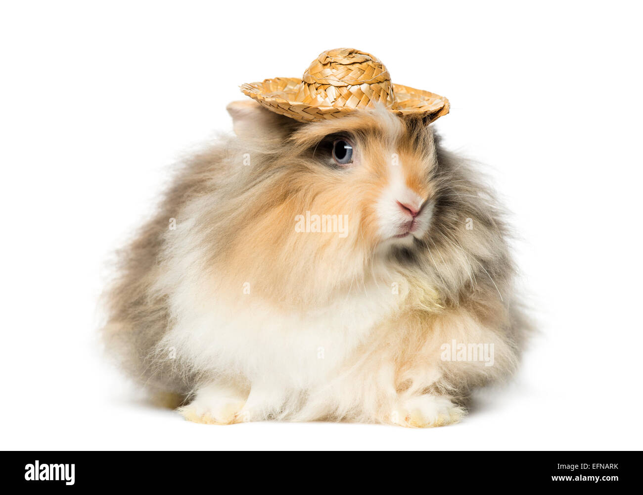 Conejo vistiendo un sombrero de paja en la parte delantera del fondo blanco. Foto de stock