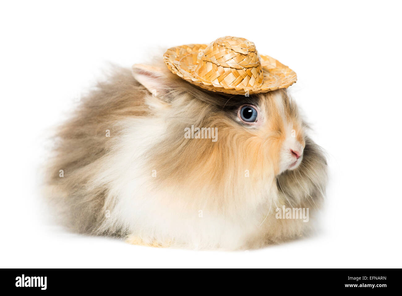 Conejo vistiendo un sombrero de paja en la parte delantera del fondo blanco. Foto de stock