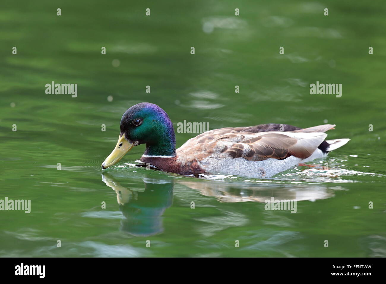 Macho de aves acuáticas, el ánade real (Anas platyrhynchos ) para nadar en la superficie del lago Foto de stock