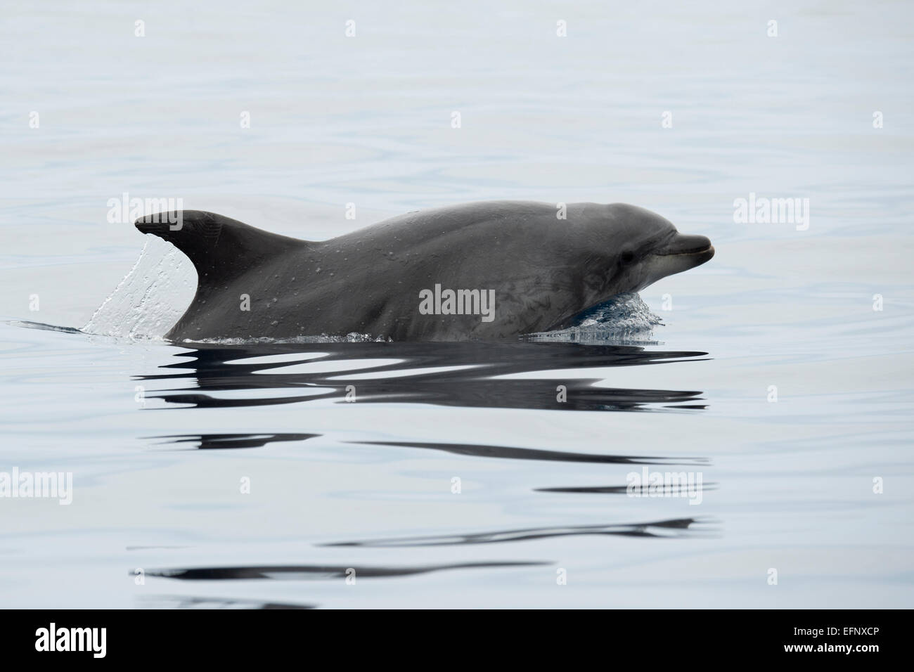 El delfín mular, Tursiops truncatus, desbastado, cerca de Lajes do Pico, Azores, Océano Atlántico. Foto de stock