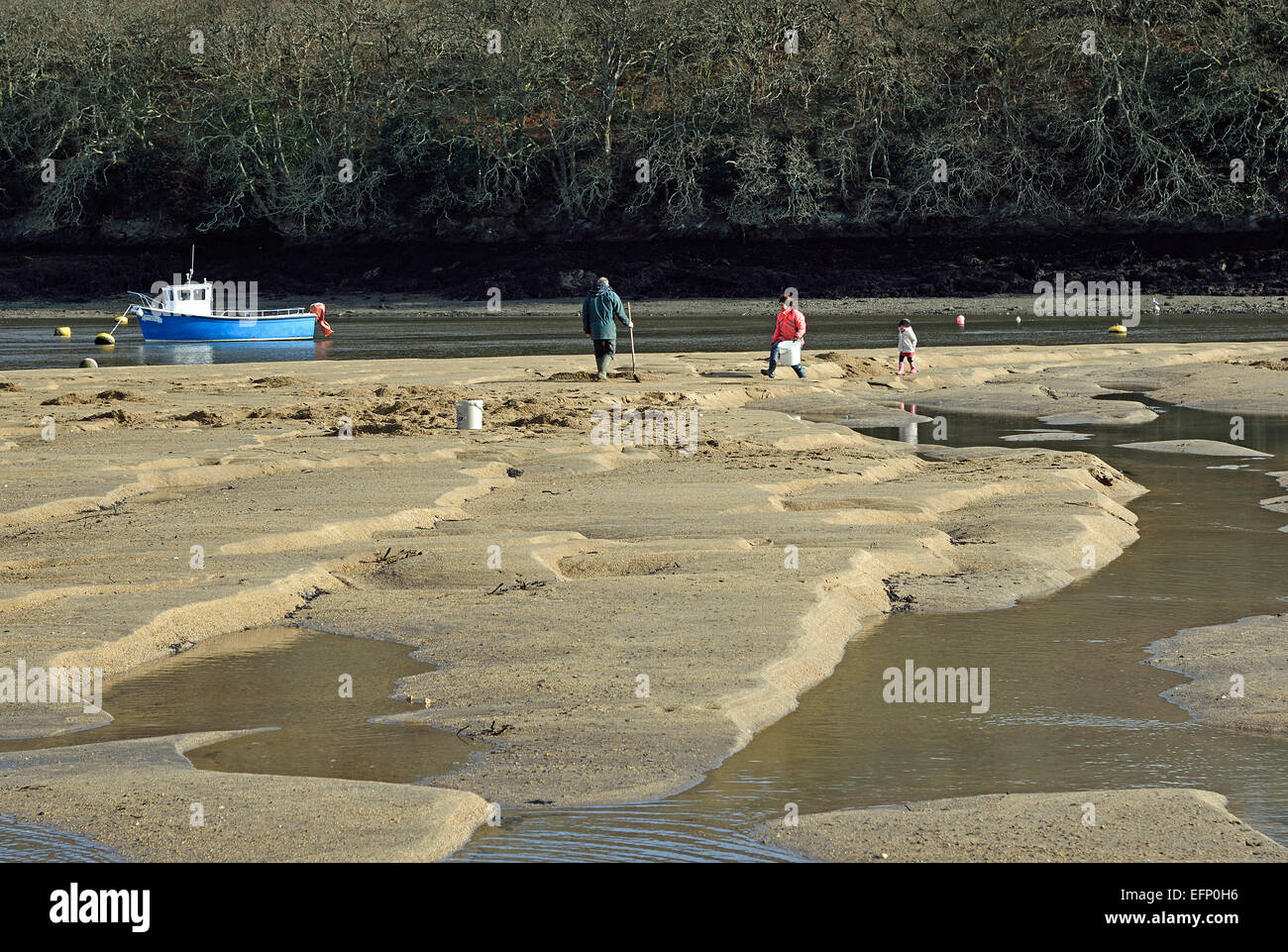 El Río Fowey en Golant, Cornwall. Marea baja revela extensos bancos de arena y los pescadores locales cavar de anguilas utilizados como carnada. Foto de stock