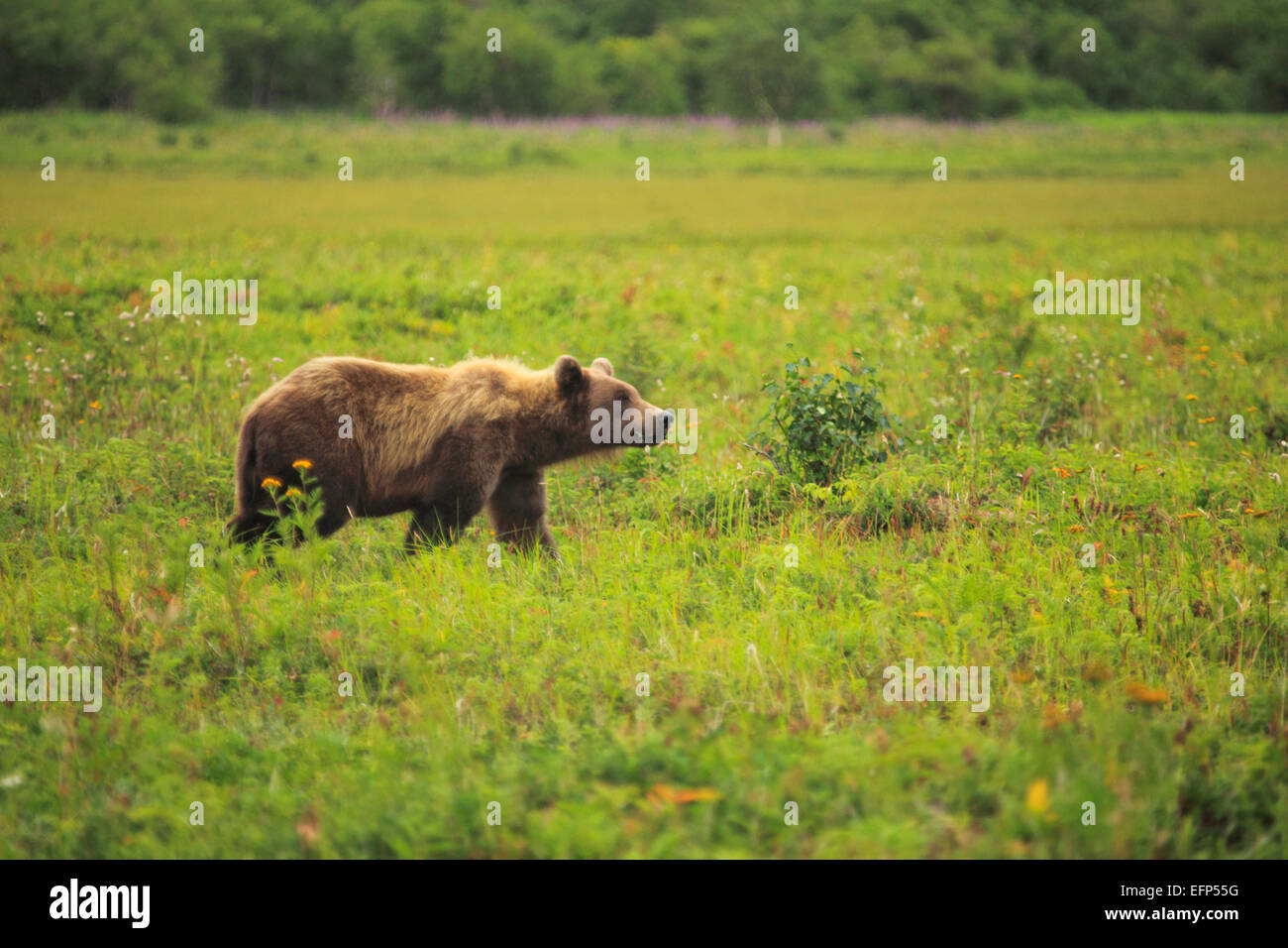 Oso Pardo, Ursus arctos, Opala río, Península de Kamchatka, Rusia Foto de stock