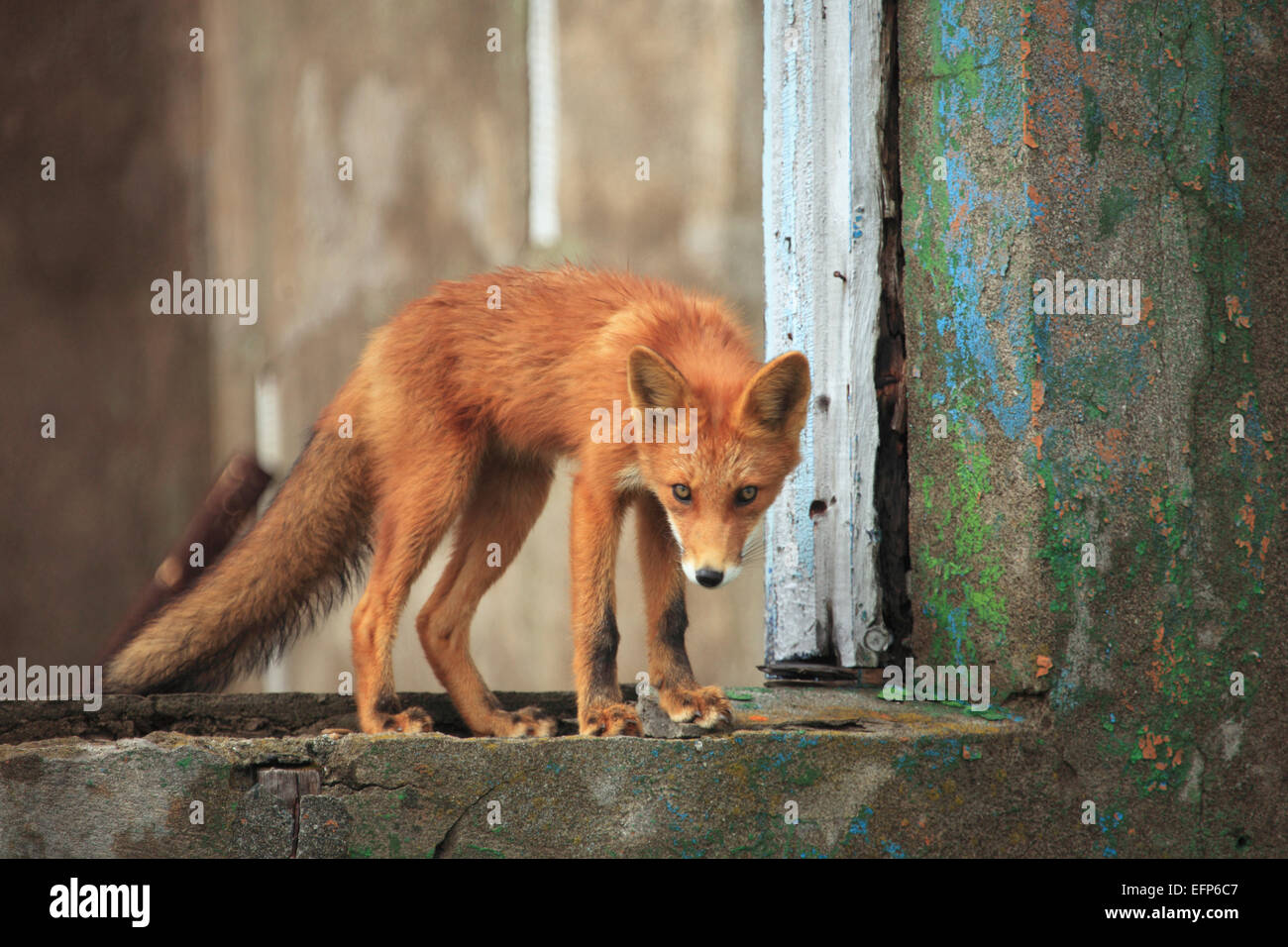 El zorro rojo (Vulpes vulpes) en casa abandonada, Mar de Ojotsk Costa, Península de Kamchatka, Rusia Foto de stock
