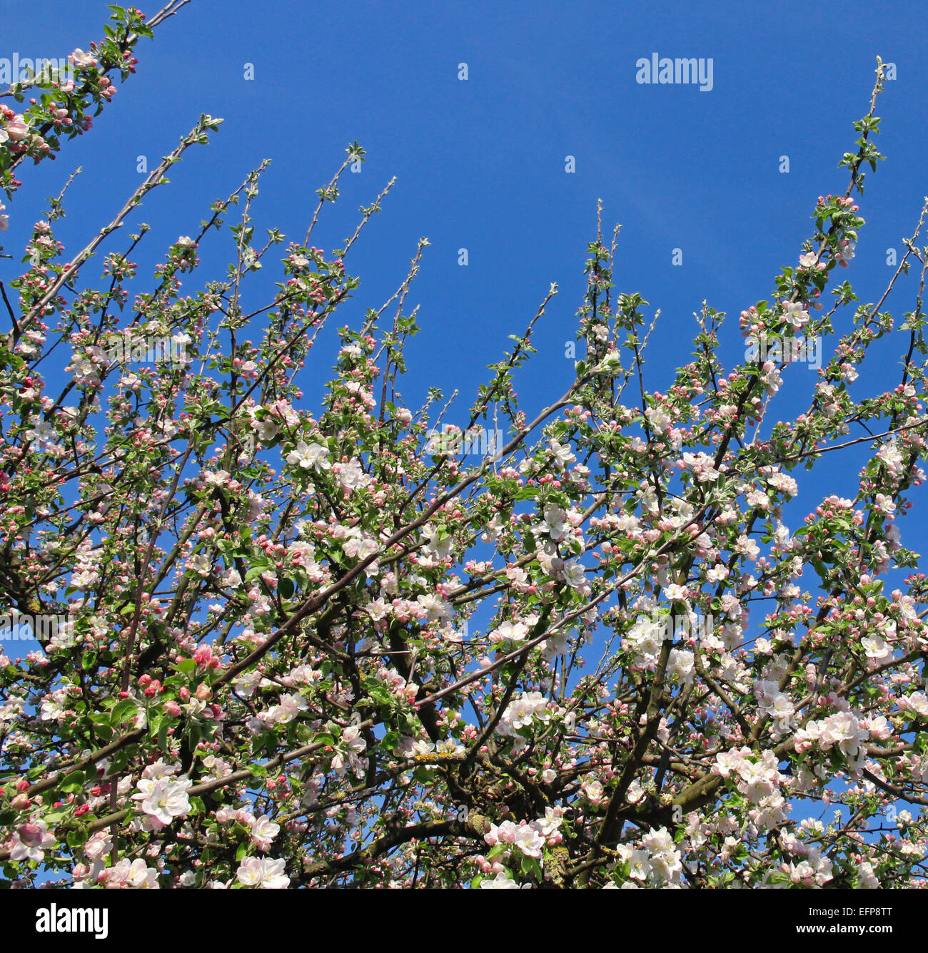 Apple florece en primavera se puede usar como fondo Foto de stock