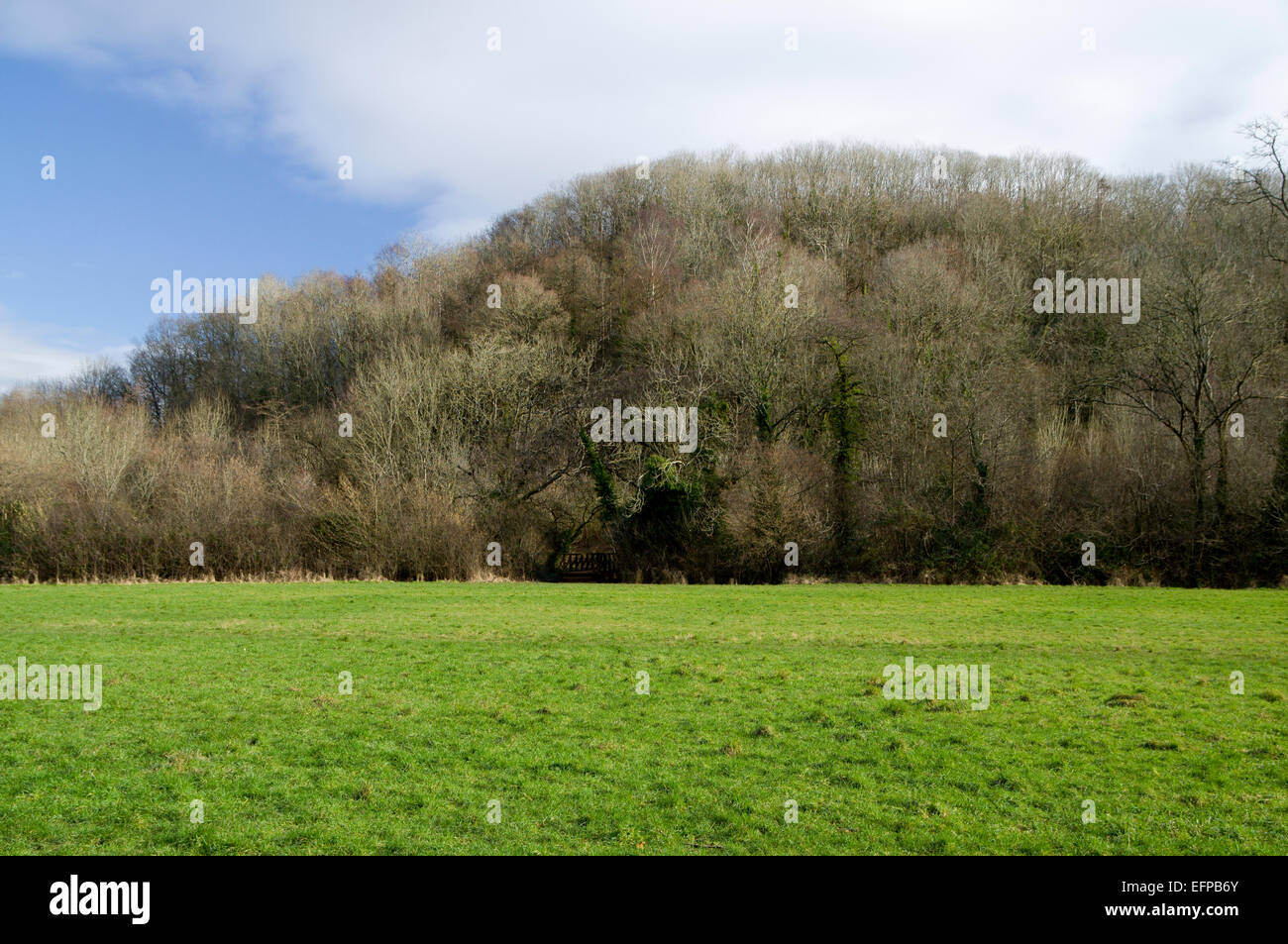Cwm George Woodland, Dinas Powys, Valle de Glamorgan, al sur de Gales, Reino Unido. Foto de stock