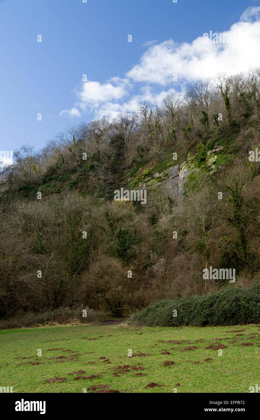 Cwm George Woodland, Dinas Powys, Valle de Glamorgan, al sur de Gales, Reino Unido. Foto de stock