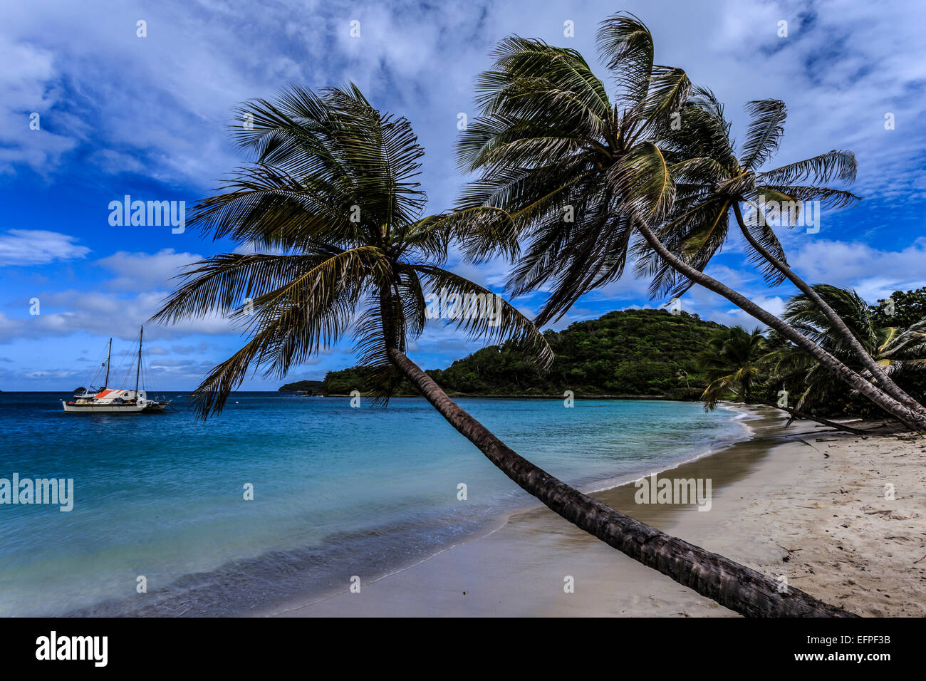 Palmeras y playas desiertas, Saltwhistle Bay, Mayreau, granadinas de San Vicente, las Islas de Barlovento, Antillas, Caribe Foto de stock