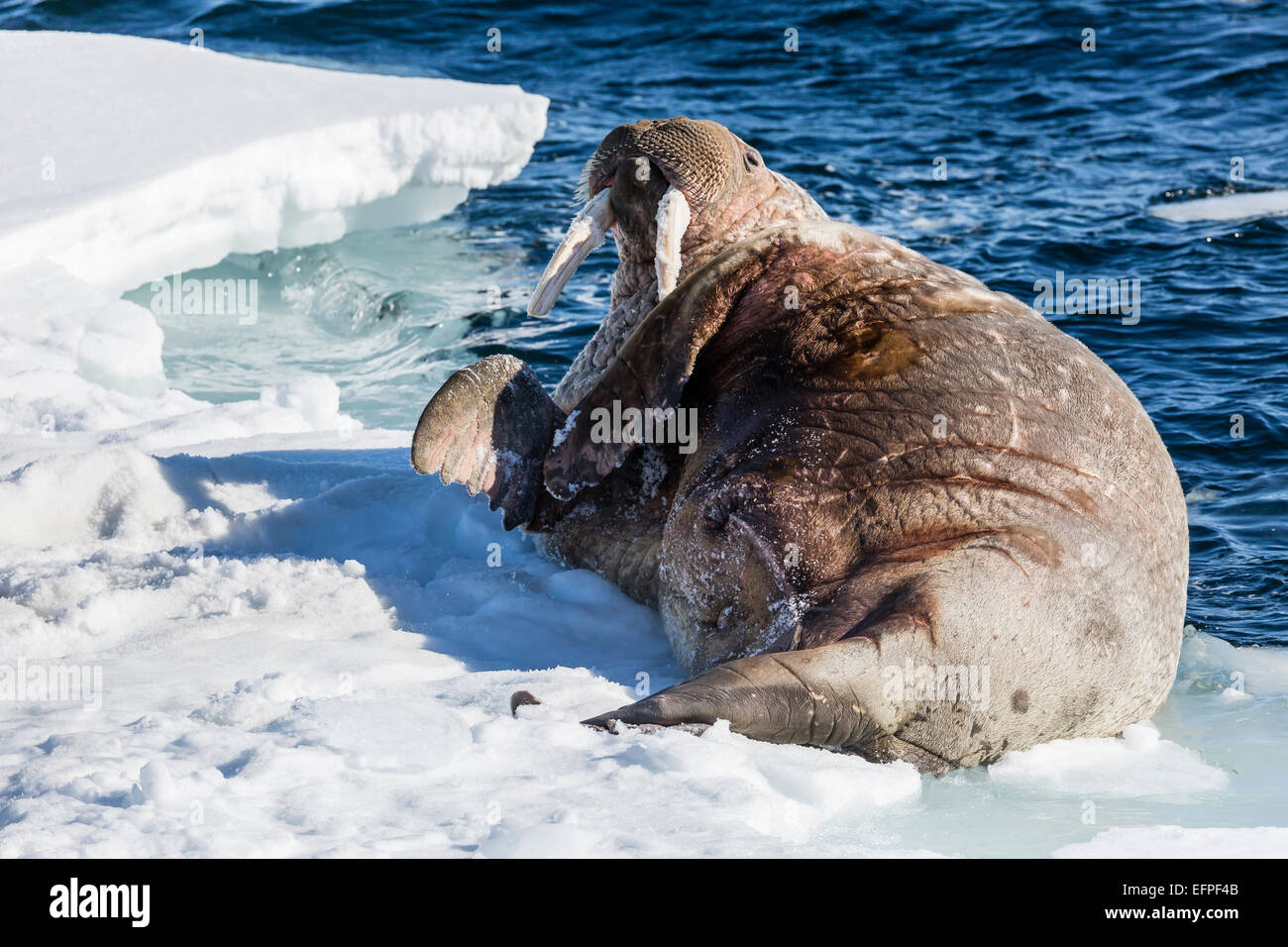 Toro adulto la morsa del Atlántico (Odobenus rosmarus rosmarus) rodar sobre su espalda sobre hielo en Storfjorden, Svalbard, Noruega, Escandinavia Foto de stock