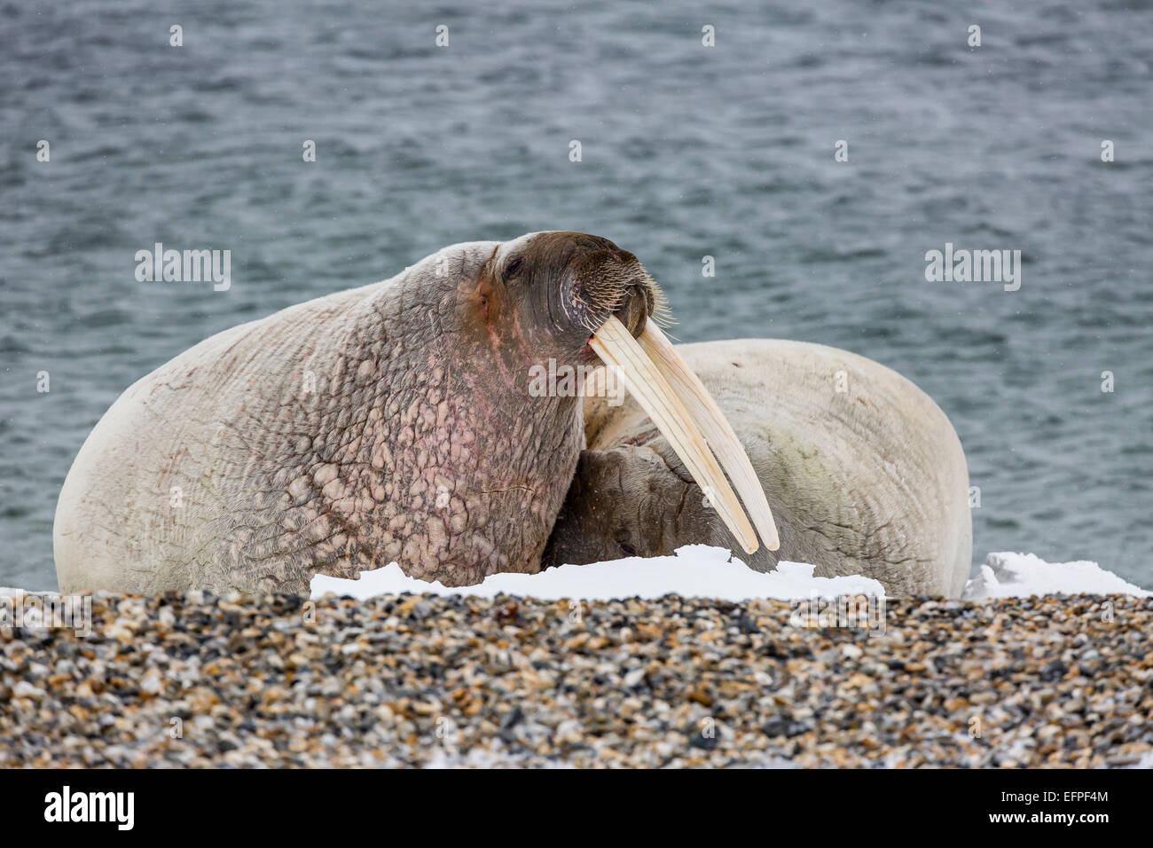 La morsa (Odobenus rosmarus), retrato, Noruega, Svalbard Fotografía de  stock - Alamy