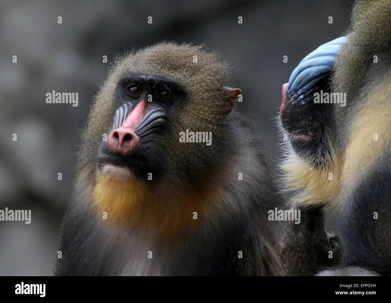 Hembra mono Mandrill (Mandrillus sphinx) con su pareja en el perfil junto a  ella Fotografía de stock - Alamy