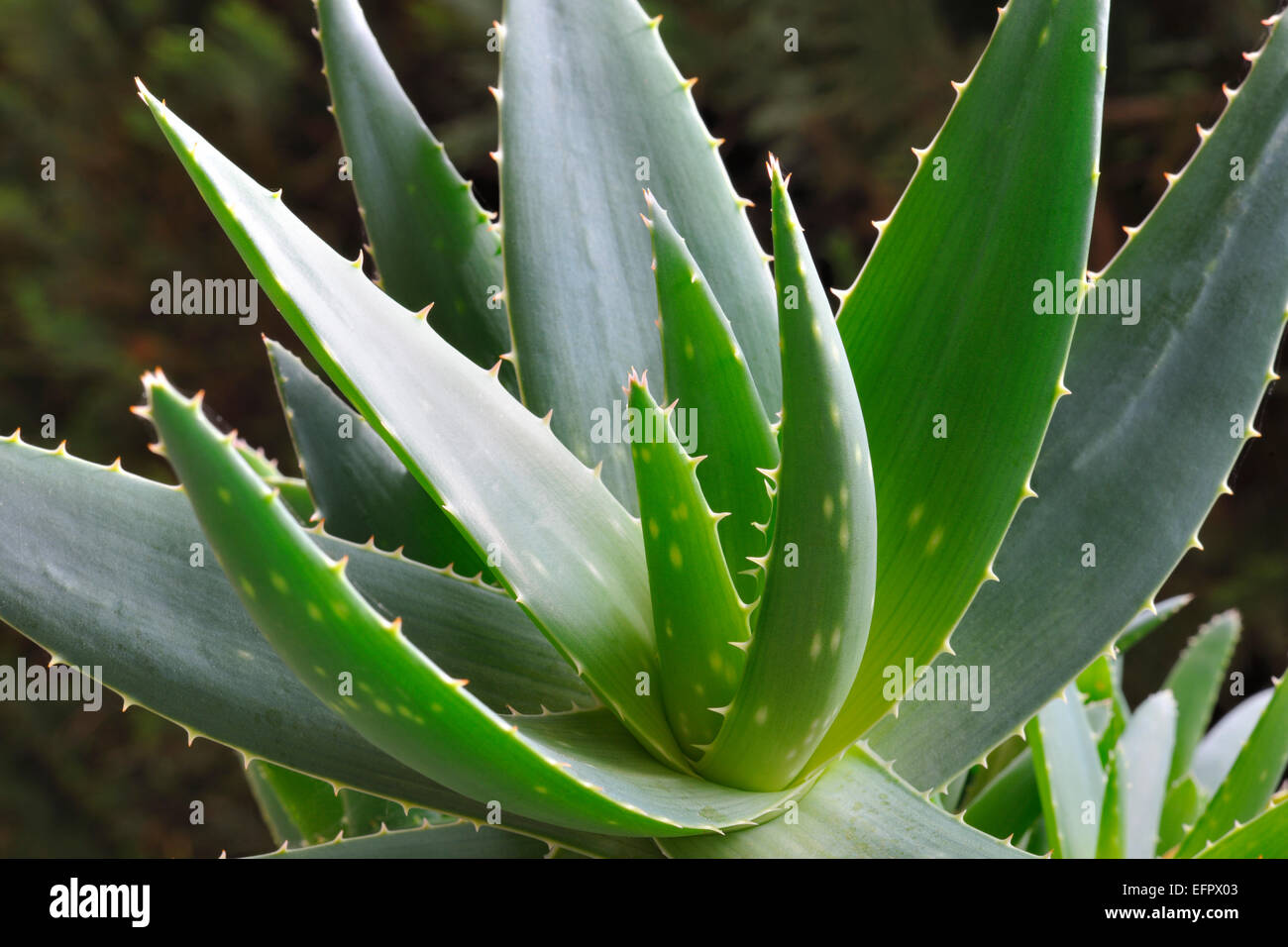 Planta de aloe vera e imágenes de alta resolución - Alamy