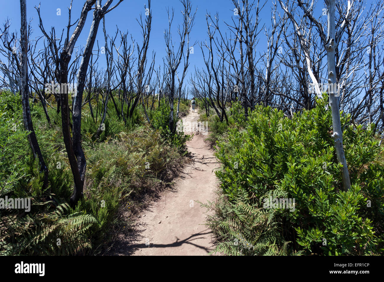 Sendero de Garajonay entre troncos carbonizados, restos del incendio forestal de 2012, La Gomera, Islas Canarias, España Foto de stock