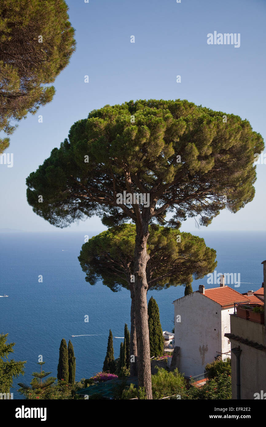 Mar mediterraneo arboles fotografías e imágenes de alta resolución - Alamy